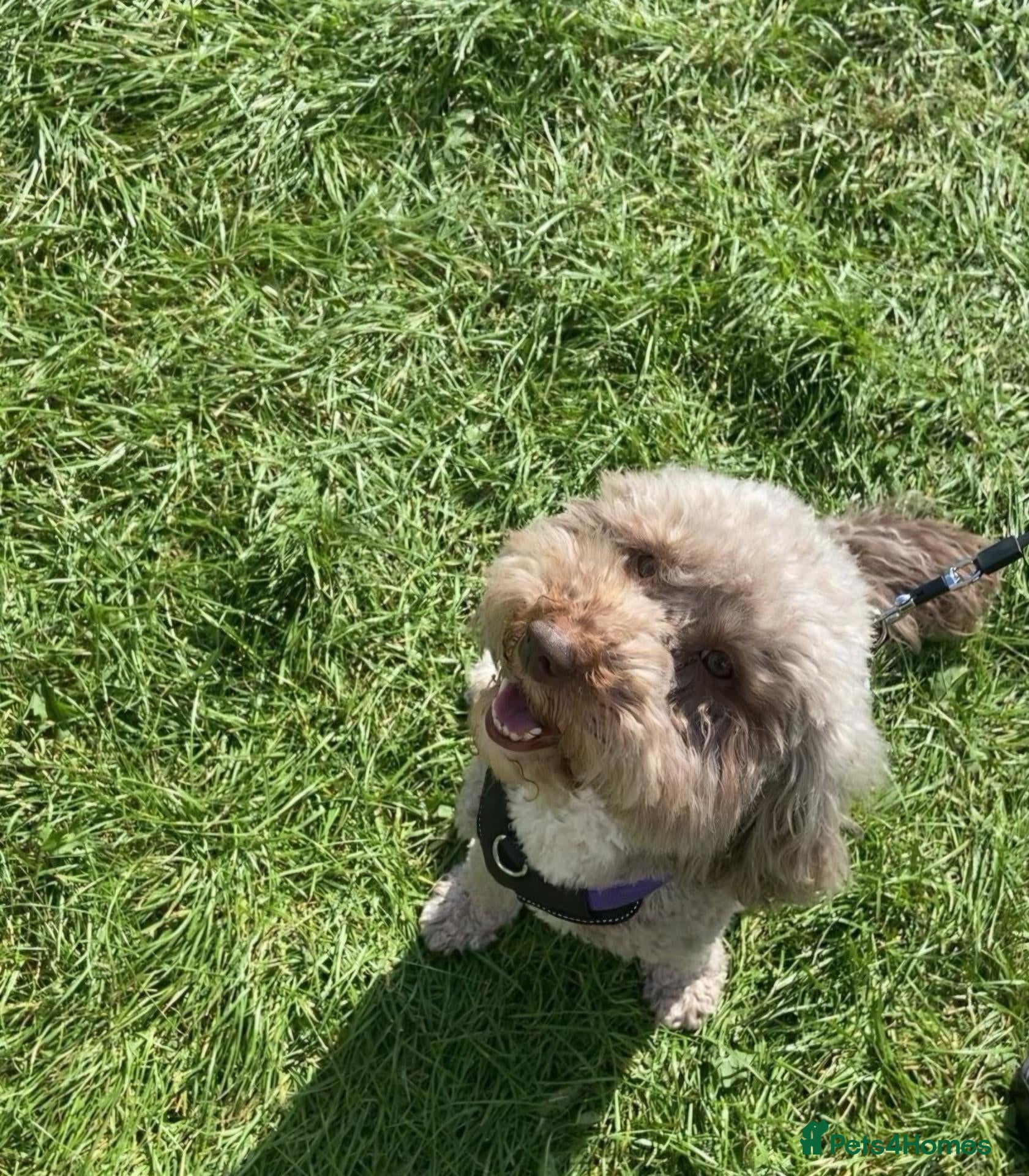 Cockapoo dogs Beautiful F1b Cockapoo Puppies ❤️ Due October - Advert 2