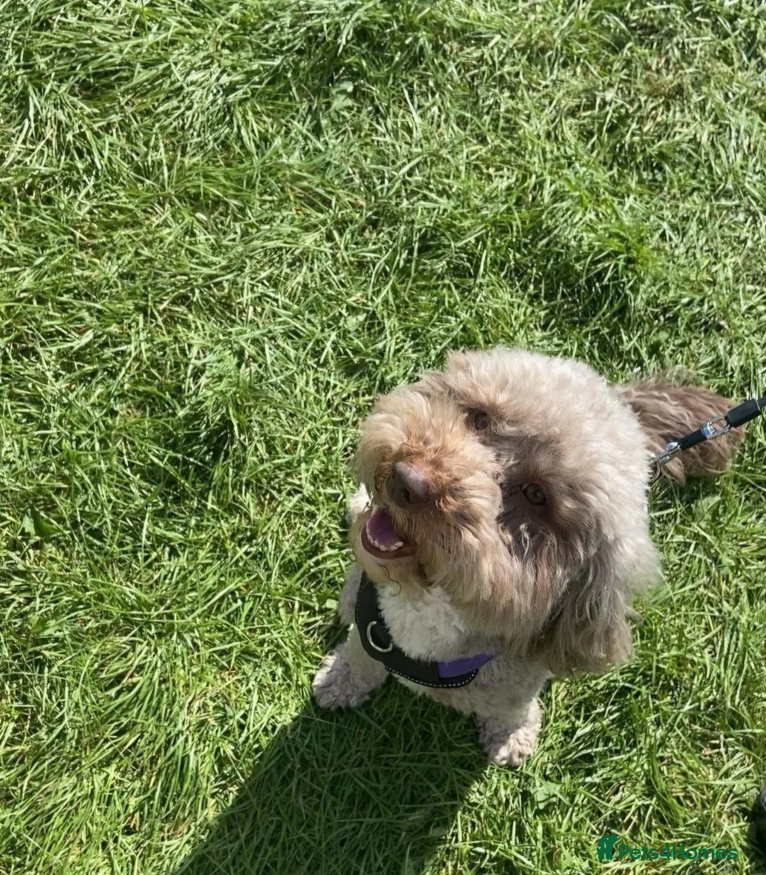 Cockapoo dogs for sale: Beautiful F1b Cockapoo Puppies ❤️ Due October in Sutton-in-Ashfield - Advert 1