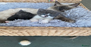 Ragdoll cats - Advert 11