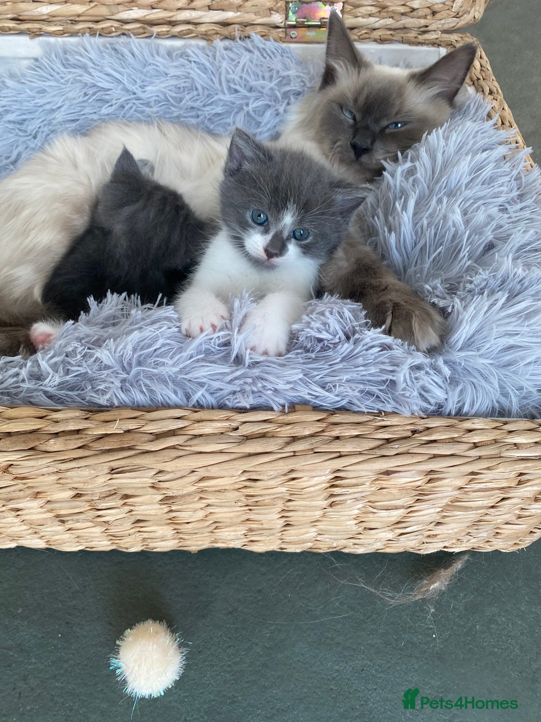 Ragdoll cats for sale: Ragdoll X Kittens for Loving Forever Homes - Image 2