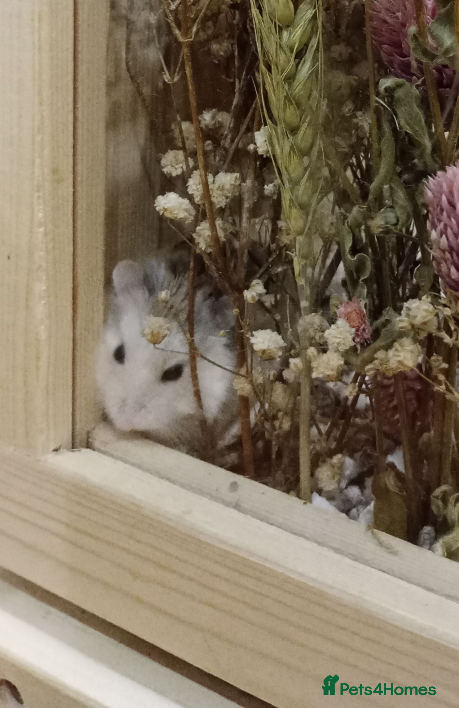 Hamster rodents Dwarf hamster  - Advert 2