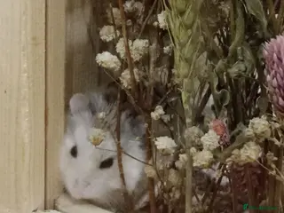Hamster rodents Dwarf hamster - Advert 5