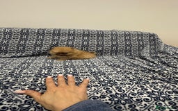 Pomeranian dogs for sale: Stunning littler of KC Pom puppies - Advert 22