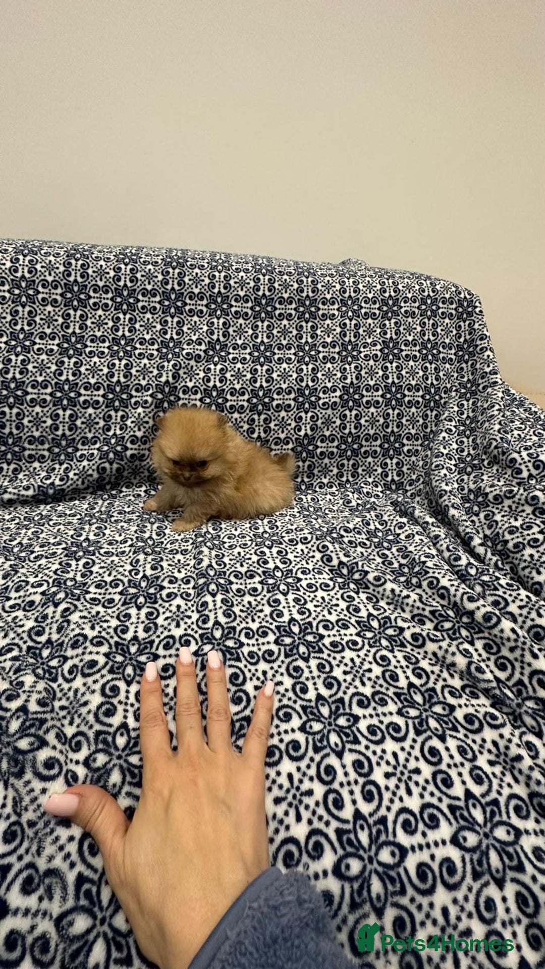 Pomeranian dogs for sale: Stunning littler of KC Pom puppies - Advert 22