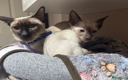 Siamese cats for sale: 6 cute Siamese kittens available  - Image 13