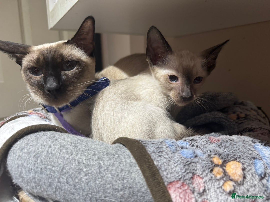 Siamese cats for sale: 6 cute Siamese kittens available  - Image 13