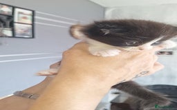 Domestic Shorthair cats for sale: Gorgeous kittens  - Image 4