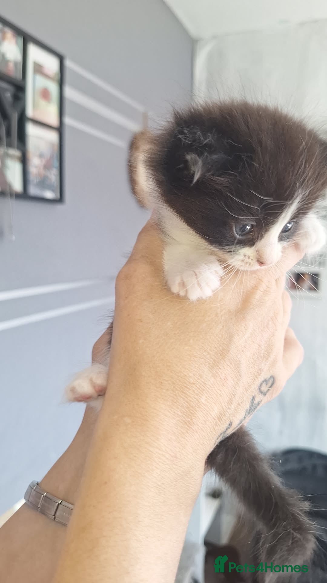 Domestic Shorthair cats for sale: Gorgeous kittens  - Image 4