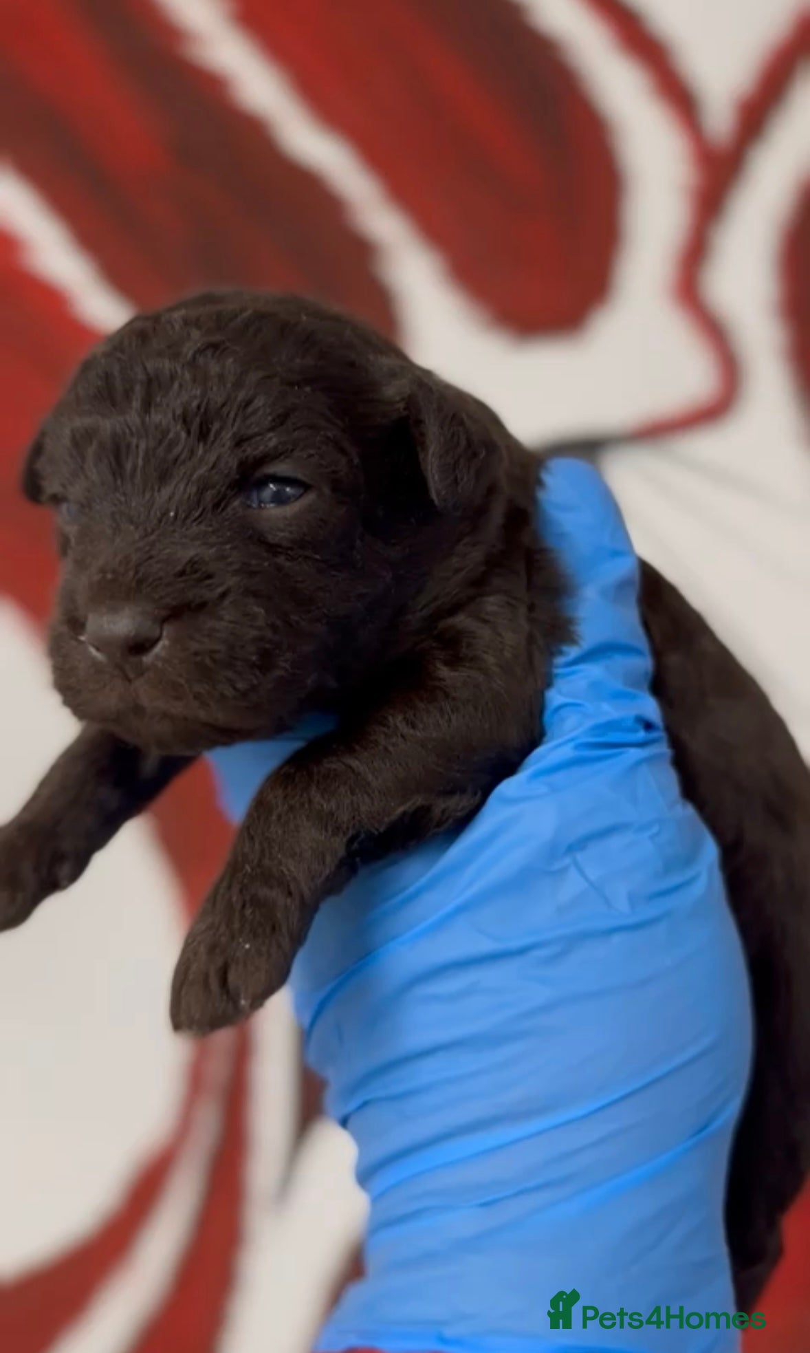 Mixed Breed dogs Patterpoo's - Advert 5