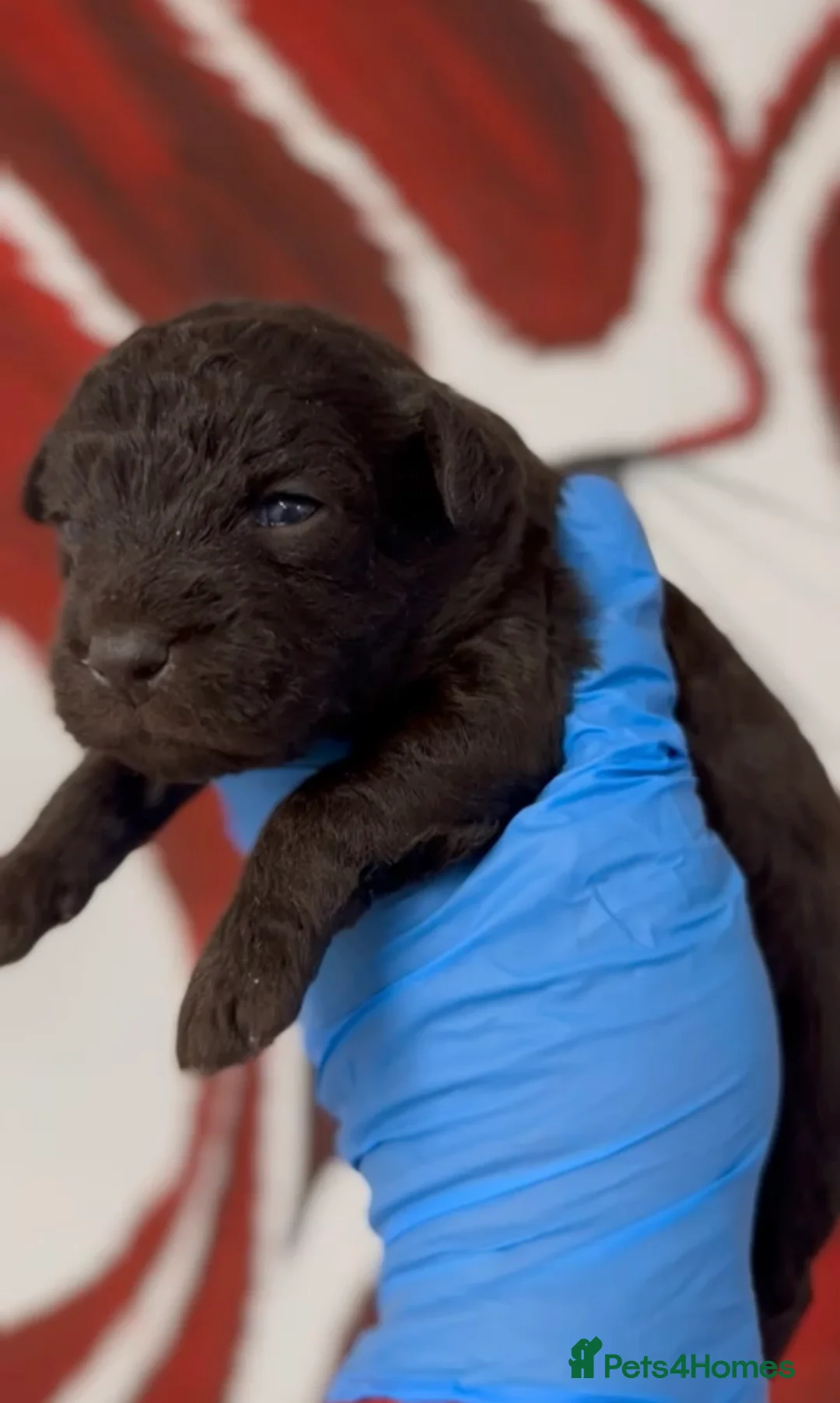 Mixed Breed dogs for sale: Patterpoo's - Advert 5