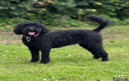 Mixed Breed dogs for sale: 🐾F3 Irish X Australian Labradoodle Puppies  - Image 5