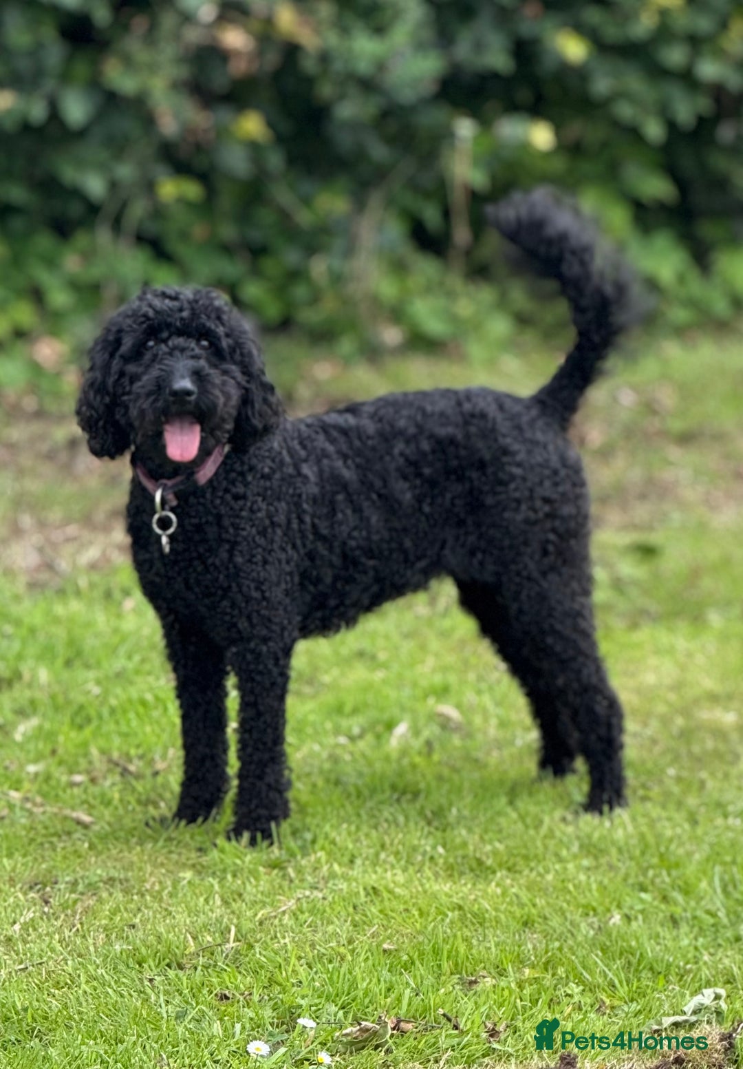 Mixed Breed dogs for sale: 🐾F3 Irish X Australian Labradoodle Puppies  - Image 5