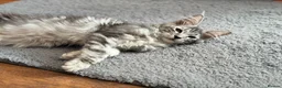 Maine Coon cats for sale: 💙 Male Maine Coon Silver Kitten TICA - Advert 4
