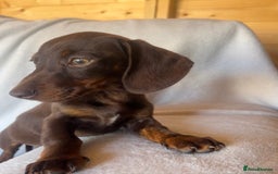 Miniature Dachshund dogs for sale:  Miniature dachshund *1 left  - Image 3