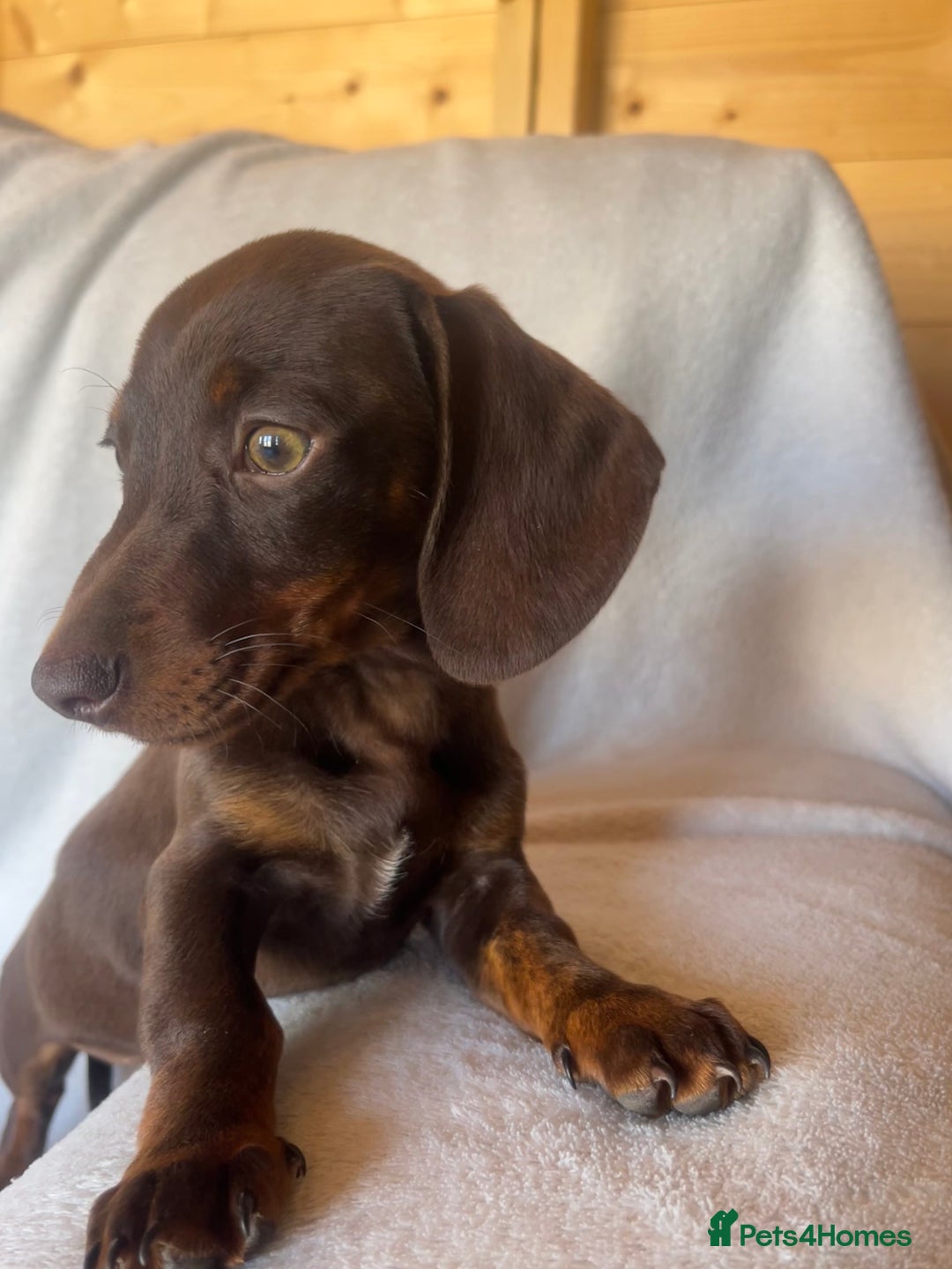 Miniature Dachshund dogs for sale:  Miniature dachshund *1 left  - Image 3