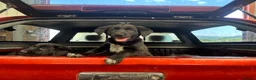 Huntaway dogs for sale: Beautiful Huntaway X Collie Pups - Advert 29