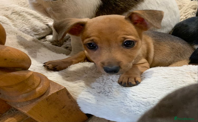 Jack Russell dogs - Advert 2