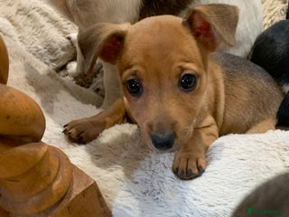 Jack Russell dogs - Advert 5