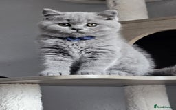 British Longhair cats for sale: GCCF  Show Quality Champion! - Image 1