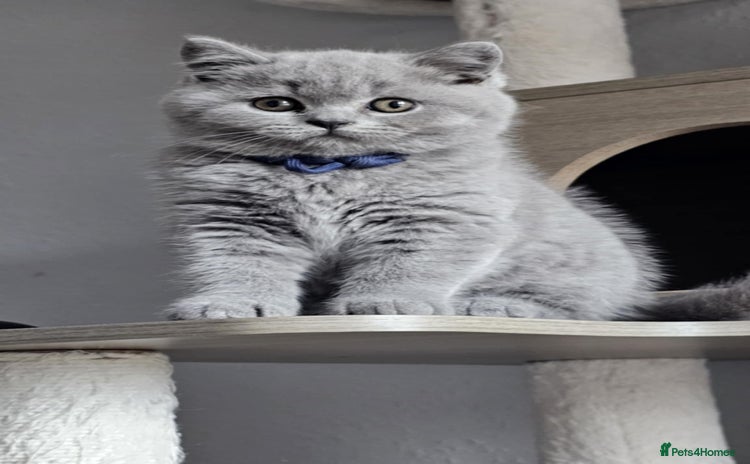 British Longhair cats - Advert 4