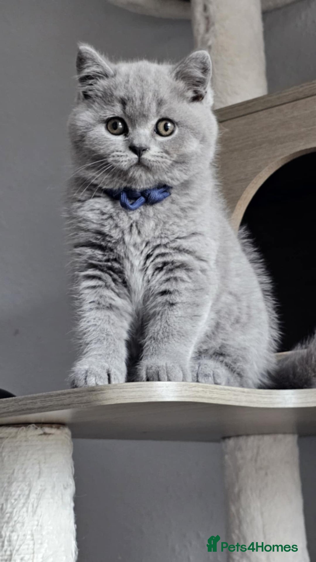 British Longhair cats for sale: GCCF  Show Quality Champion! - Image 1