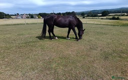 Irish Sports horses for sale: 2 x Mares - Image 1
