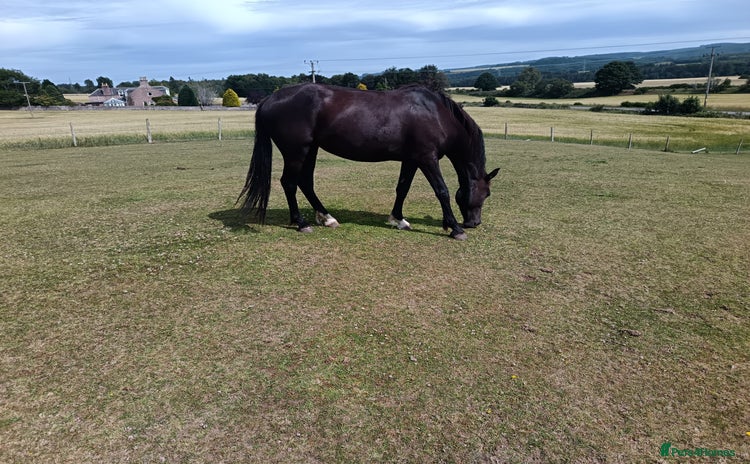 Irish Sports horses - Advert 1