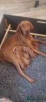 Hungarian Vizsla dogs - Advert 1