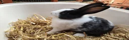 Mixed Breed rabbits for sale: 10 week old bunnies for sale - Advert 1