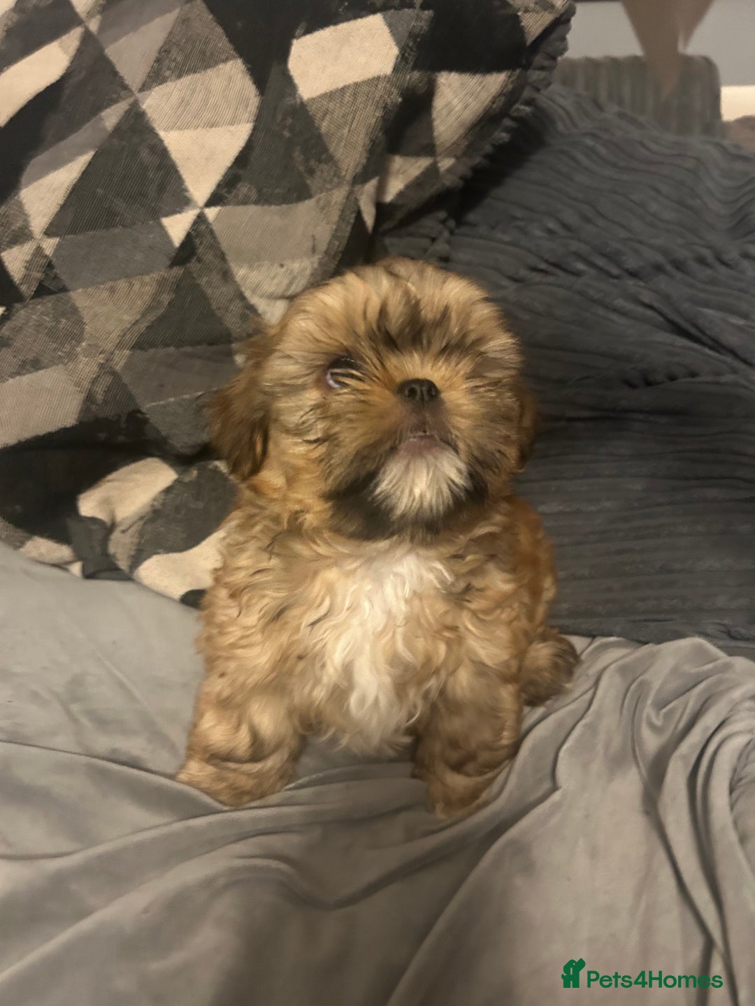Shih Tzu dogs for sale: Gorgeous little boy - Advert 8