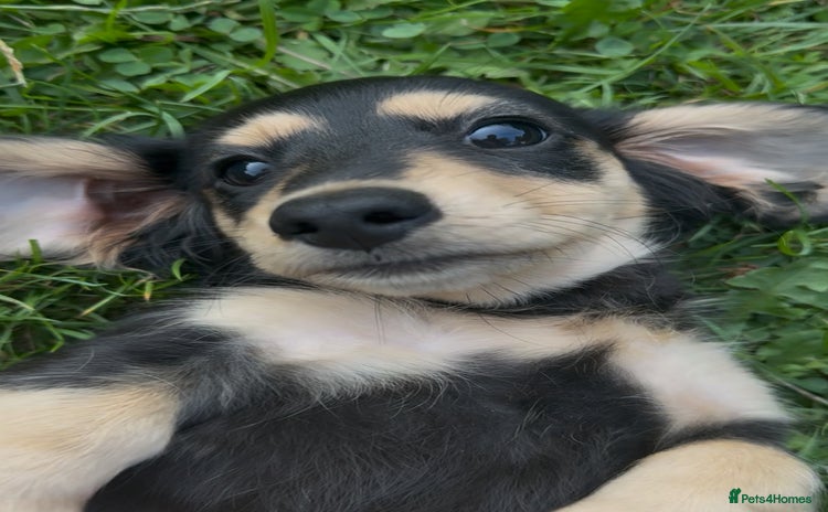 Miniature Dachshund dogs - Advert 3