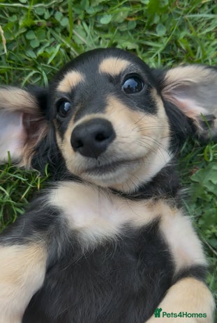 Miniature Dachshund dogs - Advert 3