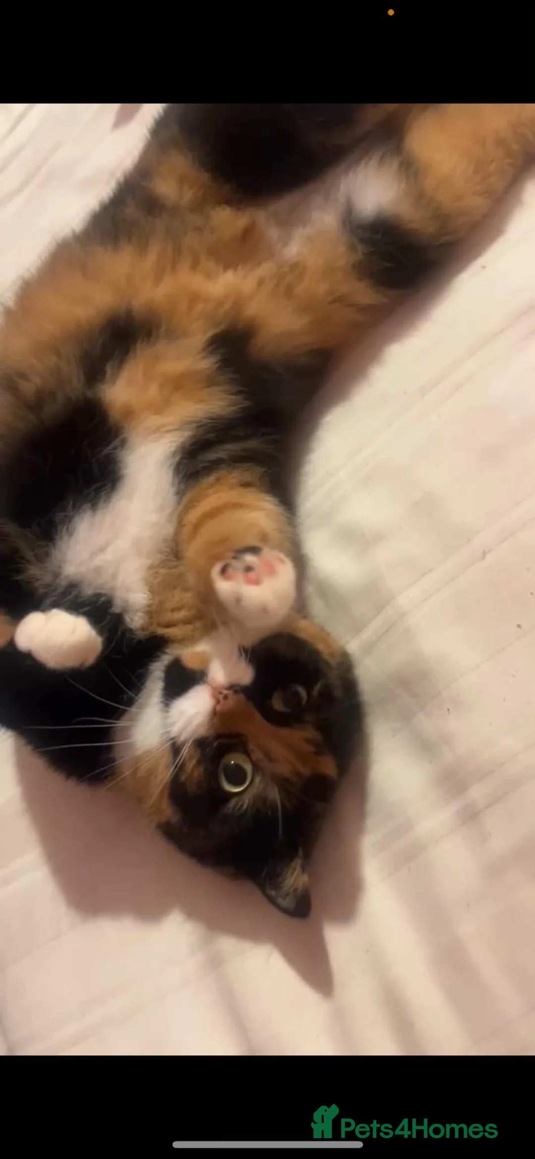 Mixed Breed cats for sale: I have 4 beautiful little kittens  - Advert 1