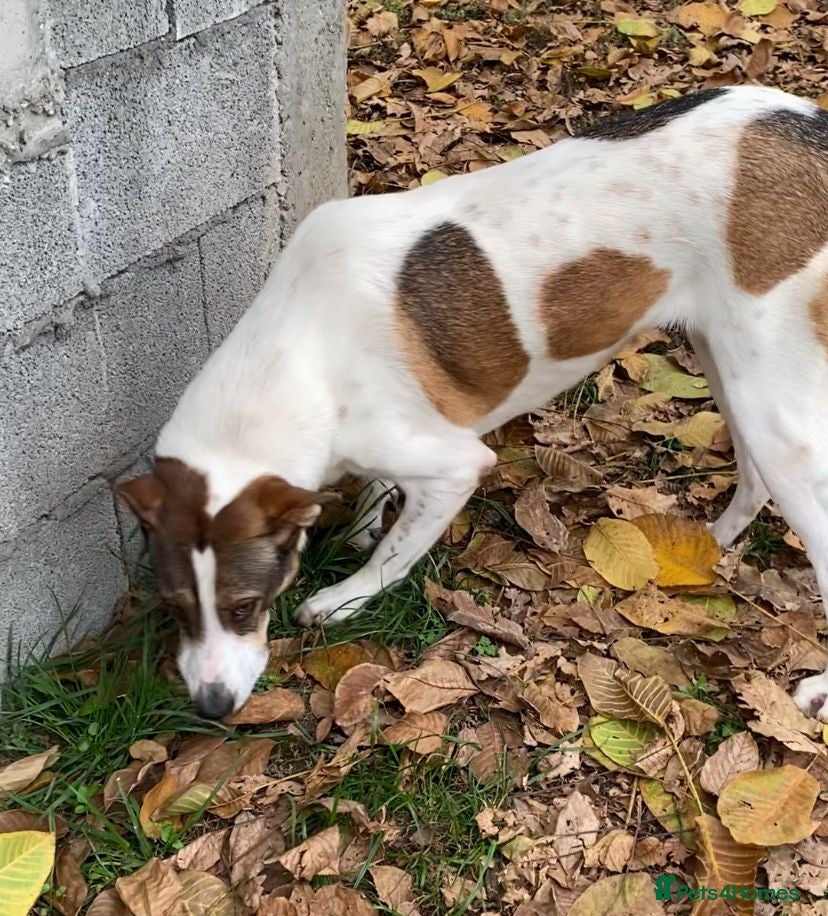 Mixed Breed dogs Sasha. 3 yrs approx. Available for adoption. - Advert 10