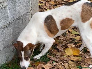 Mixed Breed dogs Sasha. 3 yrs approx. Available for adoption. - Advert 13