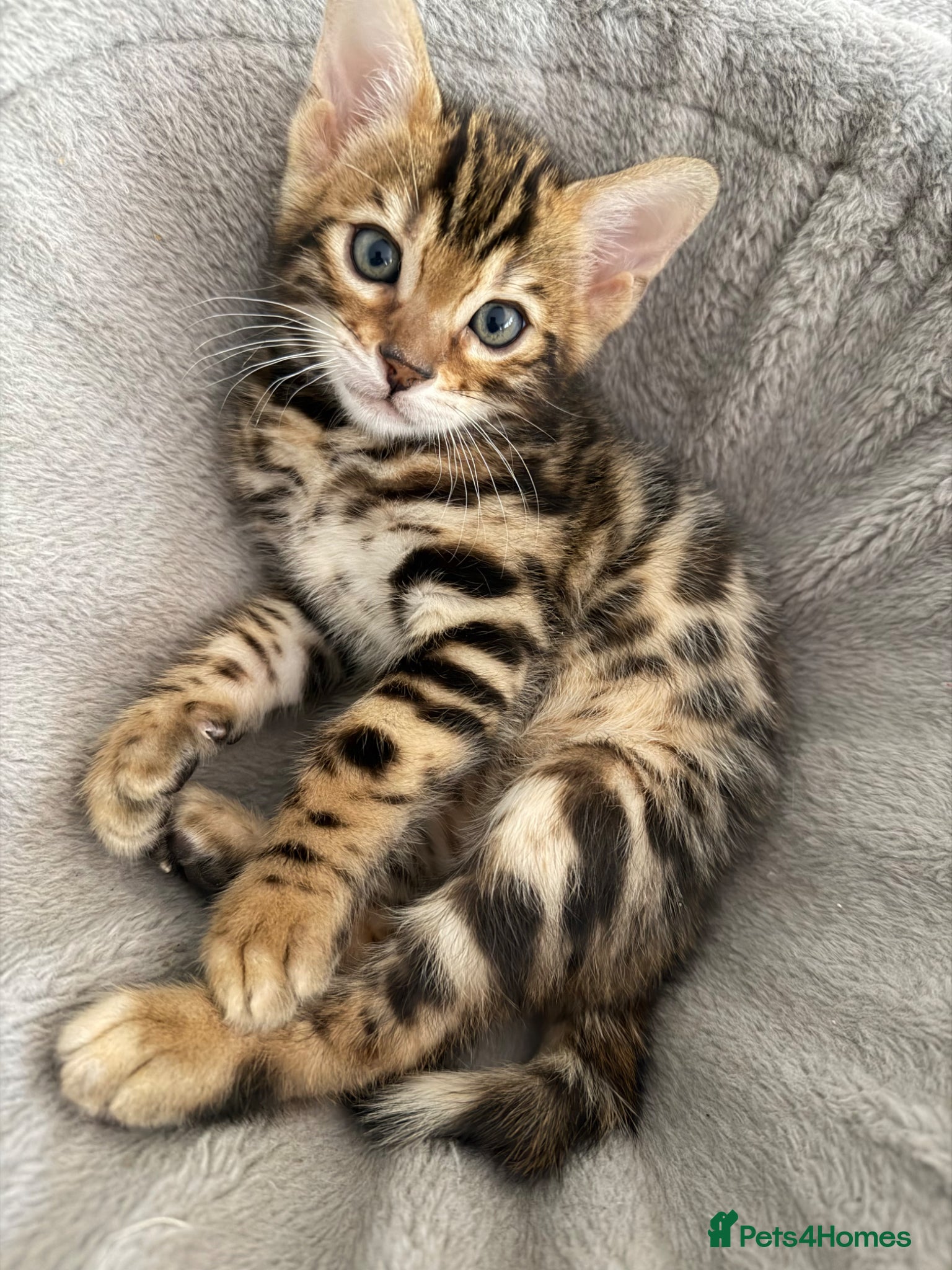 Bengal cats Bengal kittens  - Advert 2