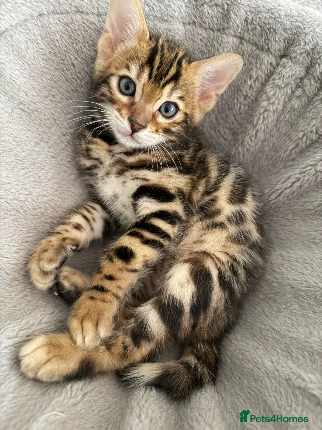 Bengal cats for sale: Bengal kittens  - Advert 1