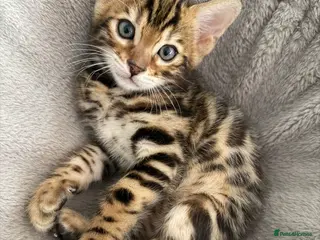 Bengal cats Bengal kittens - Advert 2