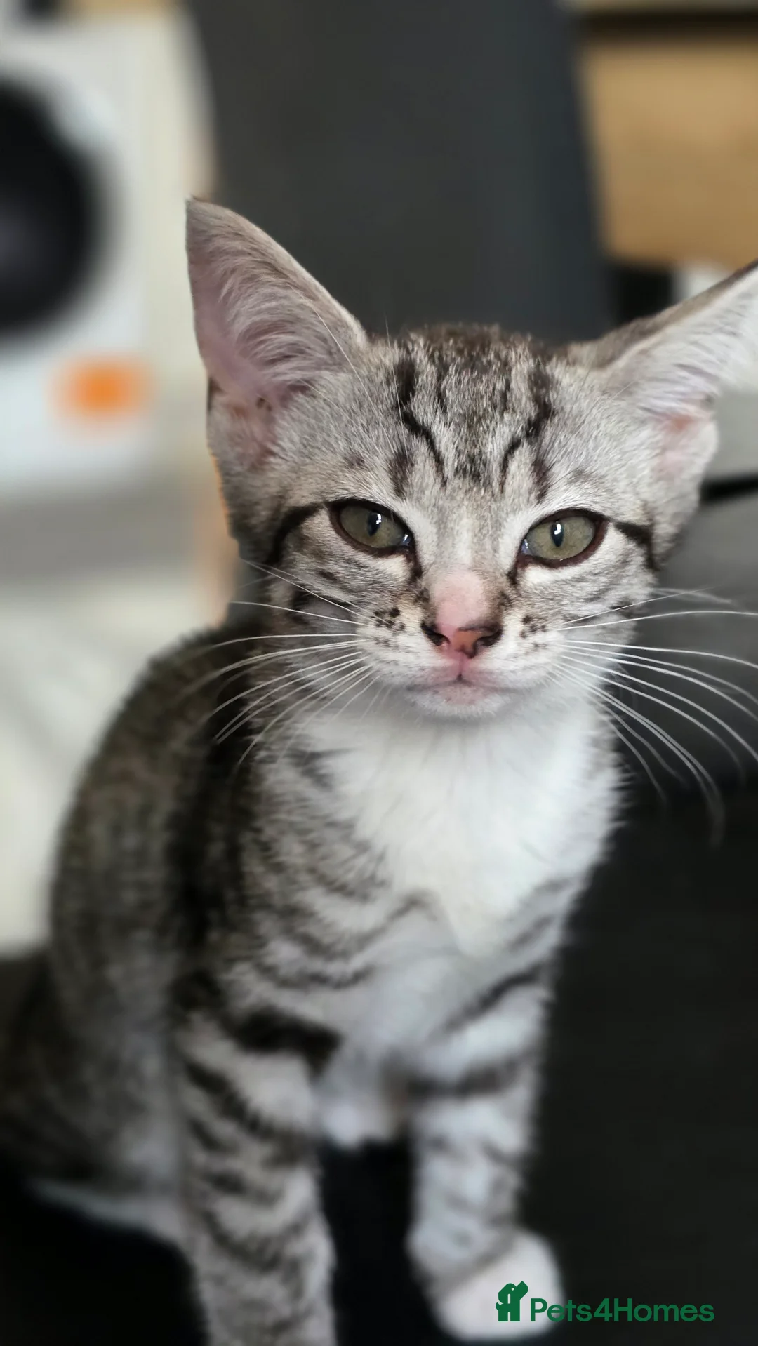 Mixed Breed cats for sale: 🐱 Bengal × Siamese Kittens for Sale 🐱 - Advert 20