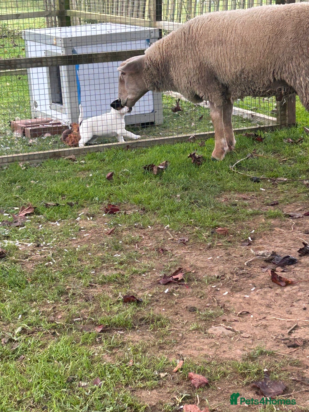 Jack Russell dogs for sale: 3 Lovely jack Russel girls - Image 15