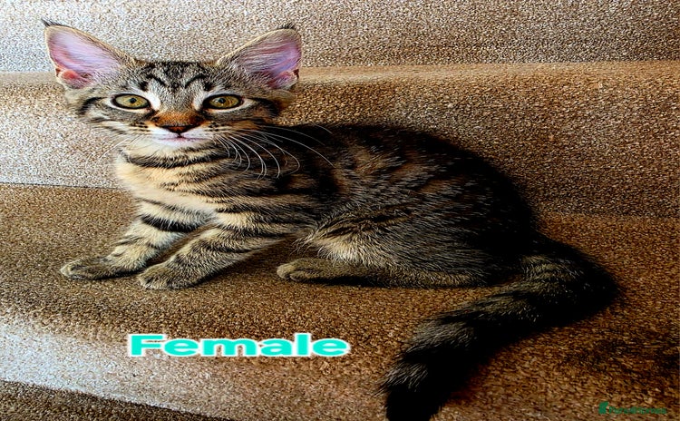 Mixed Breed cats - Advert 2