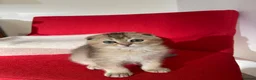 Scottish Fold cats for sale: SALE !!!! LOVELY SCOTTISH FOLD GOLDEN KITTENS  - Advert 4