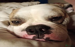 Mixed Breed dogs for sale: Healthy, happy, chappy - Image 2