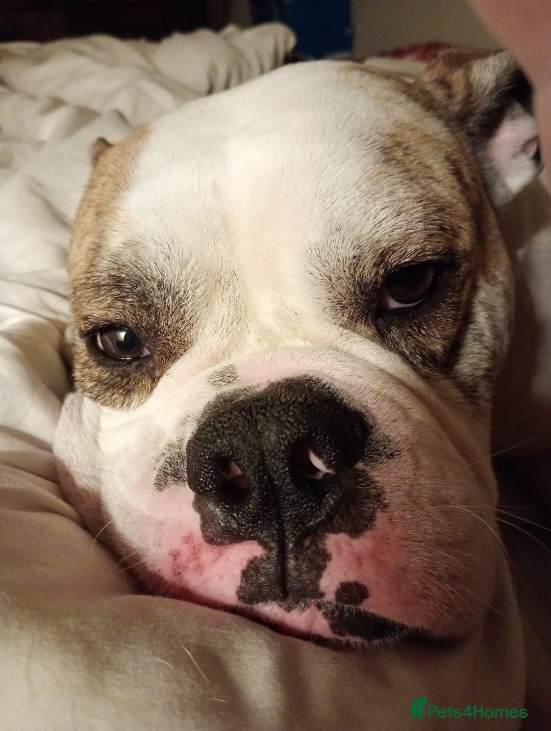 Mixed Breed dogs for sale: Healthy, happy, chappy - Image 2
