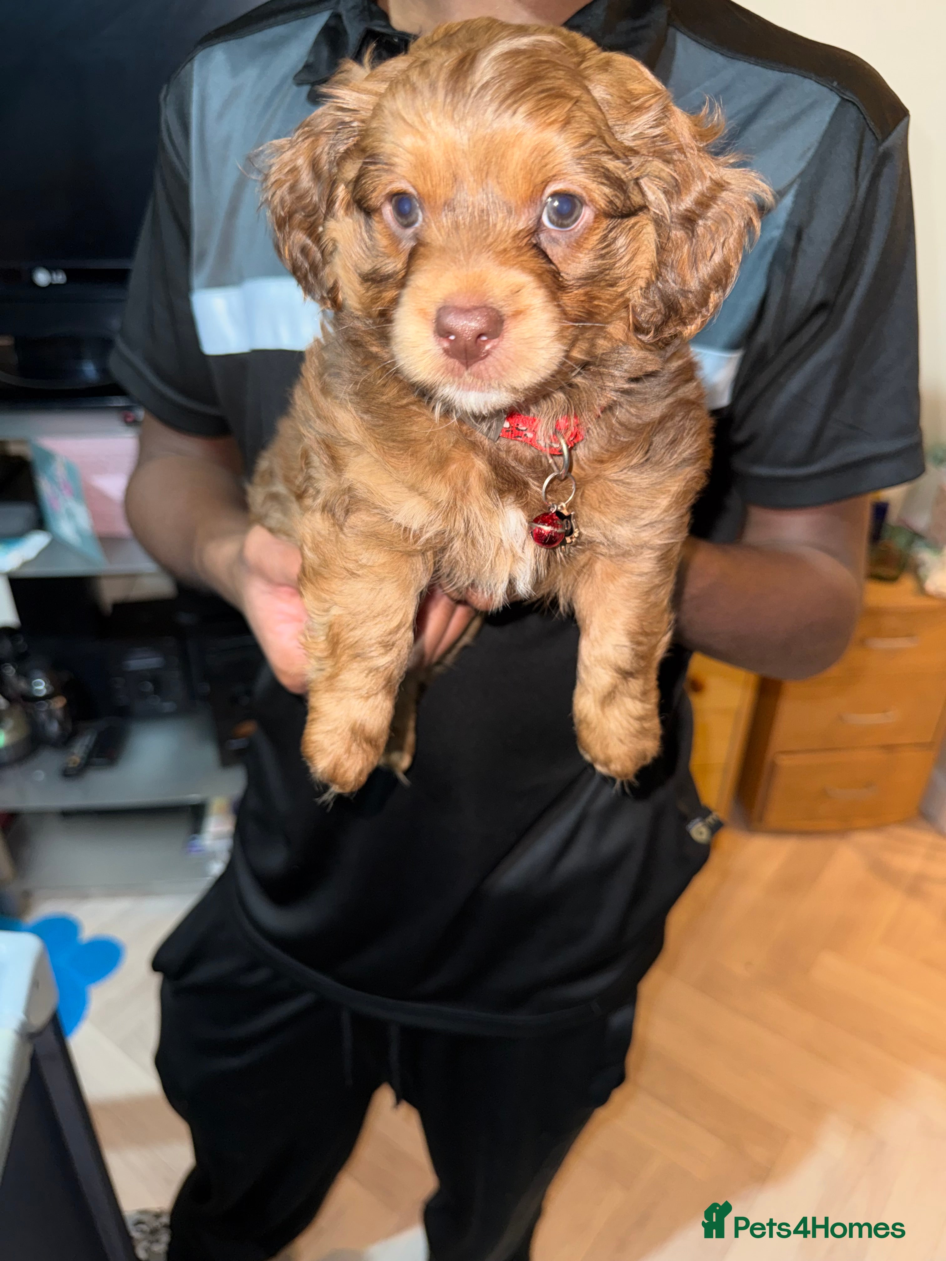 Mixed Breed dogs Cockapoo Mix Puppies - Advert 18