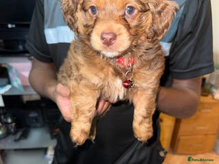 Mixed Breed dogs Cockapoo Mix Puppies - Advert 18