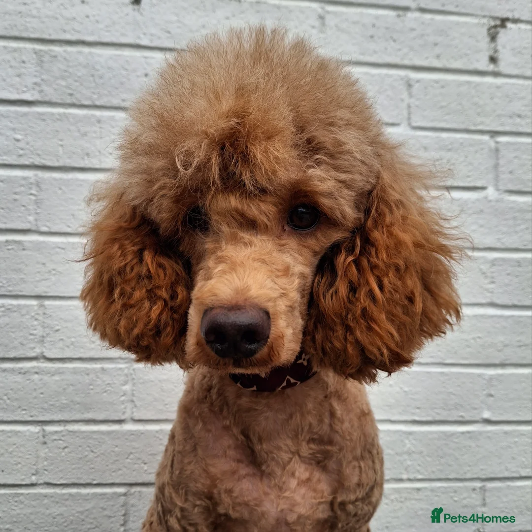 Miniature Poodle dogs for stud: Kc Minature Poodle for stud - Advert 10