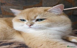 British Shorthair cats for stud: BSH stud, Golden shaded, Emerald eyes, NY 11 - Image 3