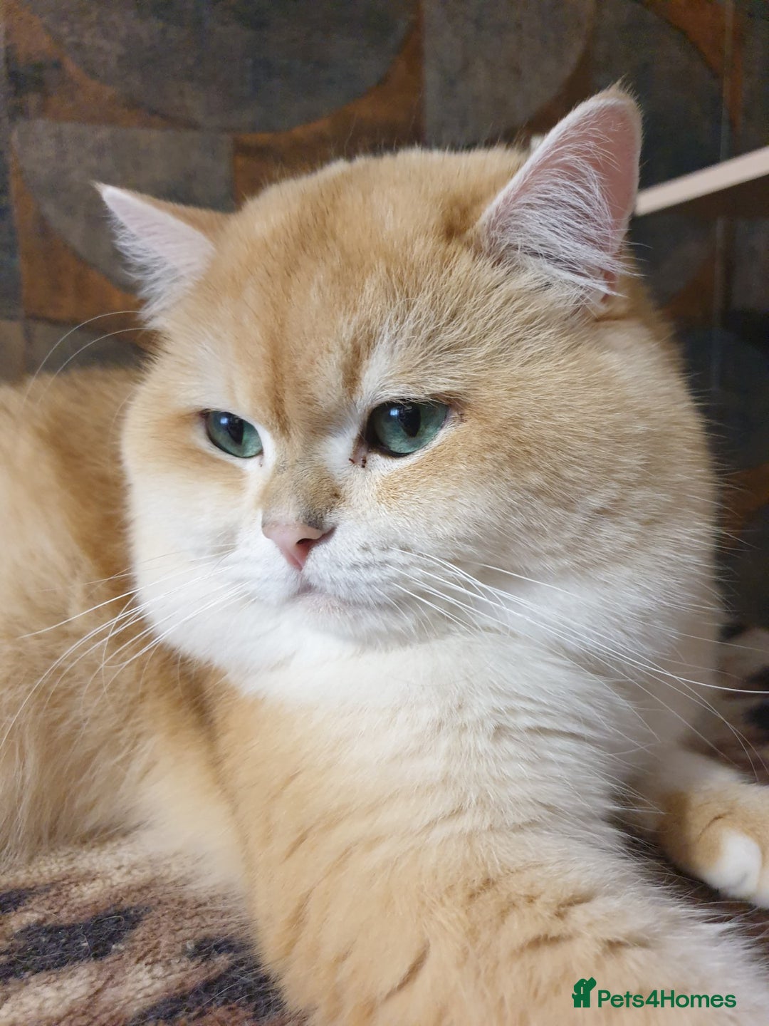 British Shorthair cats for stud: BSH stud, Golden shaded, Emerald eyes, NY 11 - Image 3