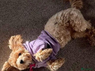 Mixed Breed dogs Female - Advert 2